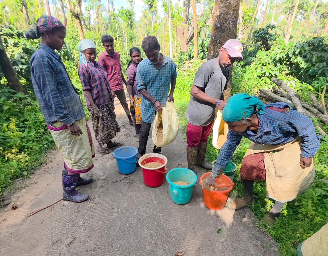 Close view of rich composted manure and coffee pulp being prepared for application at a Kodagu estate