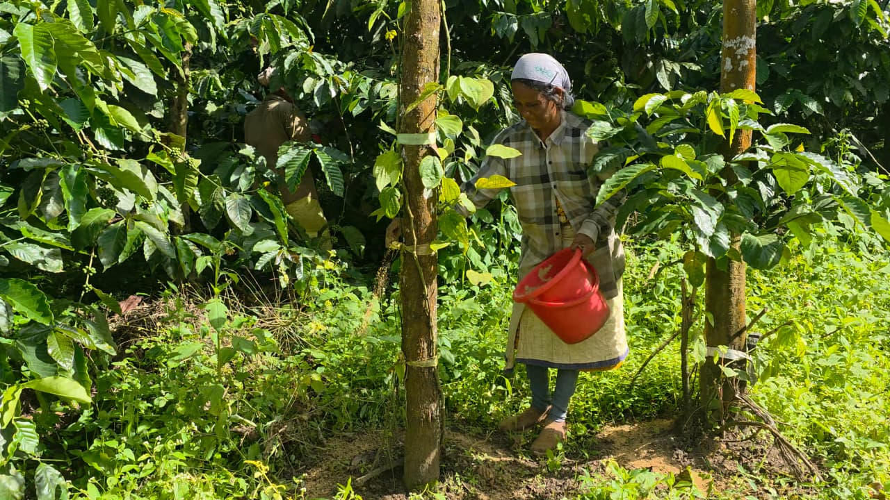 Rich organic manure being worked into the soil around coffee plants on a Kodagu estate, nourishing roots for the season ahead