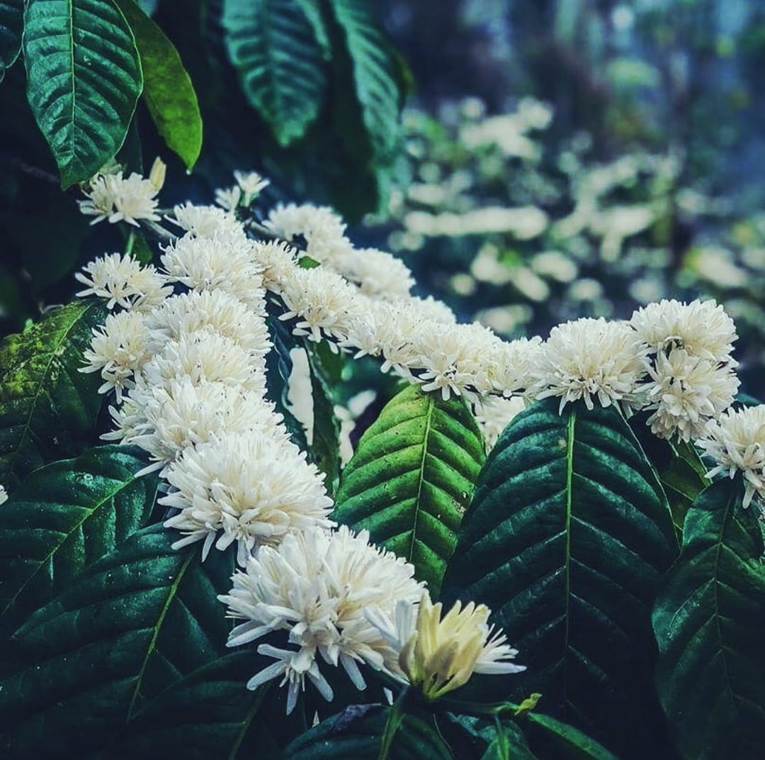 White coffee blossom flowers in full bloom on dark green leaves at the Pulpoffe estate in Kodagu