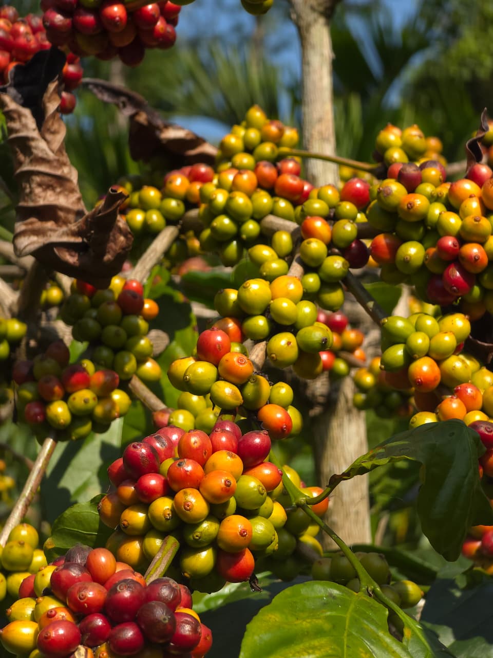 Estate worker's hands holding freshly harvested red coffee cherries from the Pulpoffe estate in Kodagu