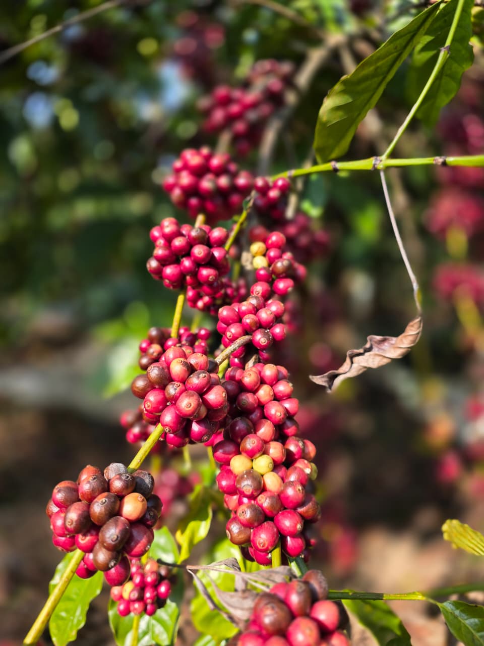 Close-up of ripe red coffee cherry clusters on a branch, ready for hand picking at the Kodagu estate
